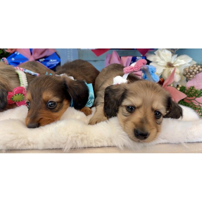 販売中の埼玉県のミニチュアダックスフンド(ロングヘアード)-425288の7枚目