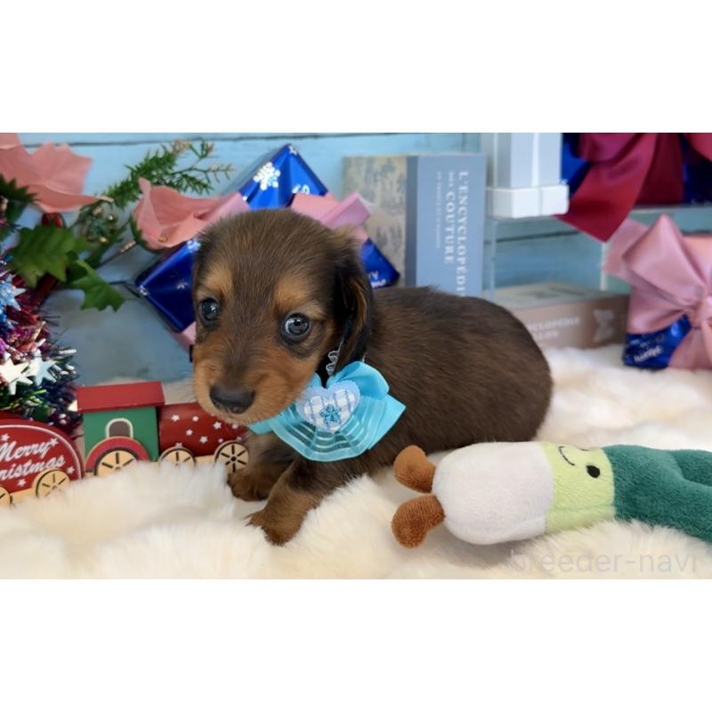 販売中の埼玉県のミニチュアダックスフンド(ロングヘアード)-425288の6枚目