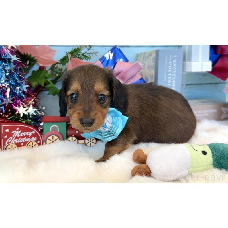 販売中の埼玉県のミニチュアダックスフンド(ロングヘアード)-425288の5枚目