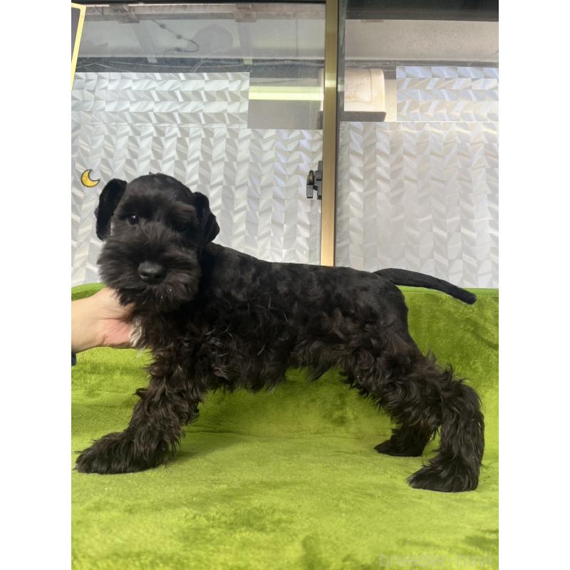 販売中の神奈川県のミニチュアシュナウザー-419349の3枚目