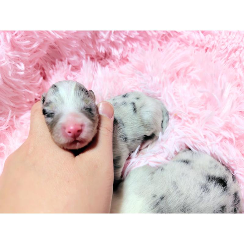 販売中の広島県のシェットランドシープドッグ(シェルティ)-427591の3枚目