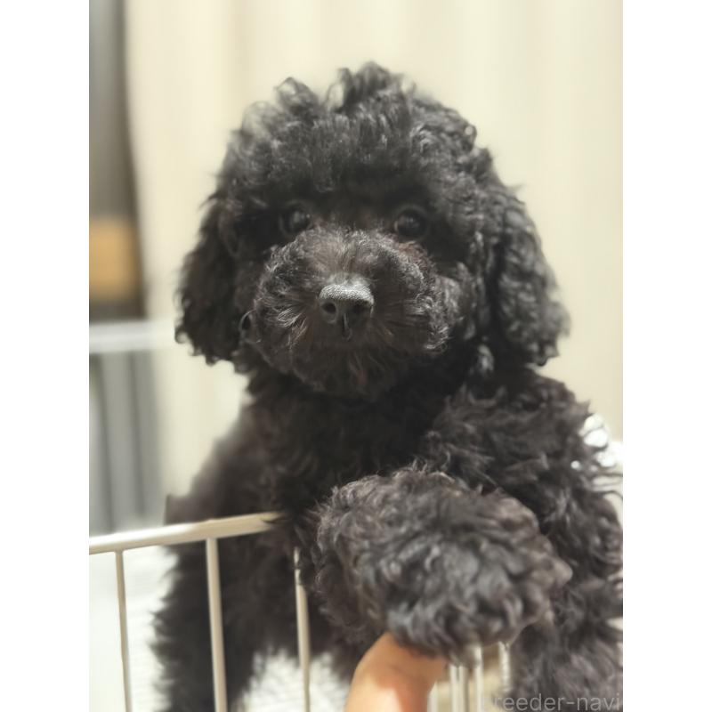 販売中の茨城県のトイプードル-421001の6枚目