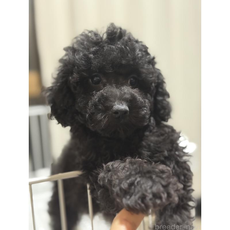 販売中の茨城県のトイプードル-421001の5枚目