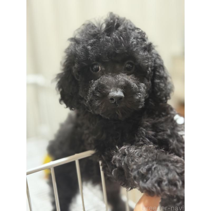 販売中の茨城県のトイプードル-421001の4枚目