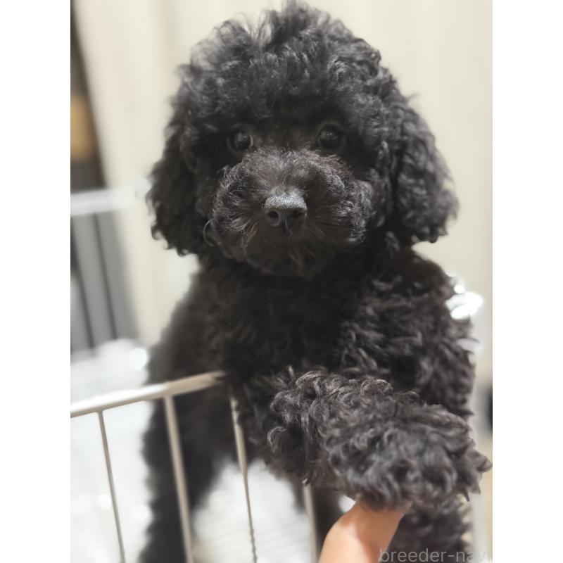 販売中の茨城県のトイプードル-421001の3枚目