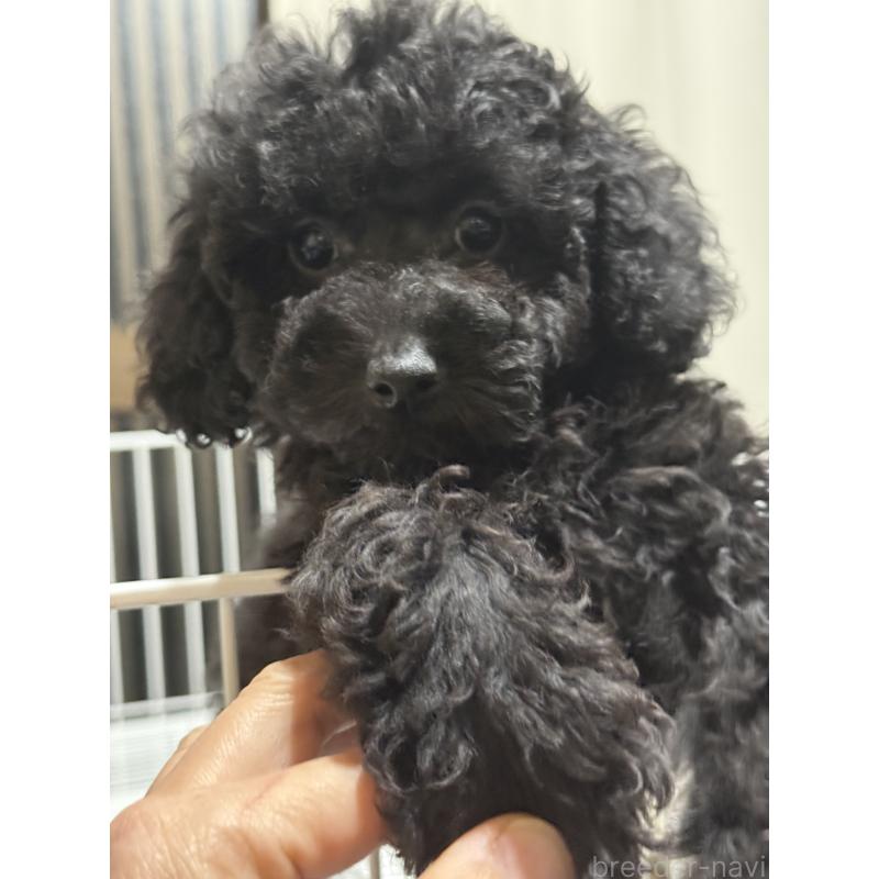 販売中の茨城県のトイプードル-421001の2枚目