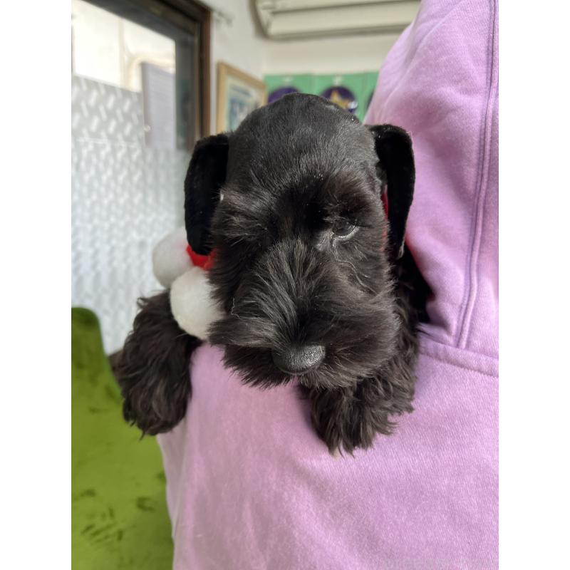 成約済の神奈川県のミニチュアシュナウザー-419134の3枚目