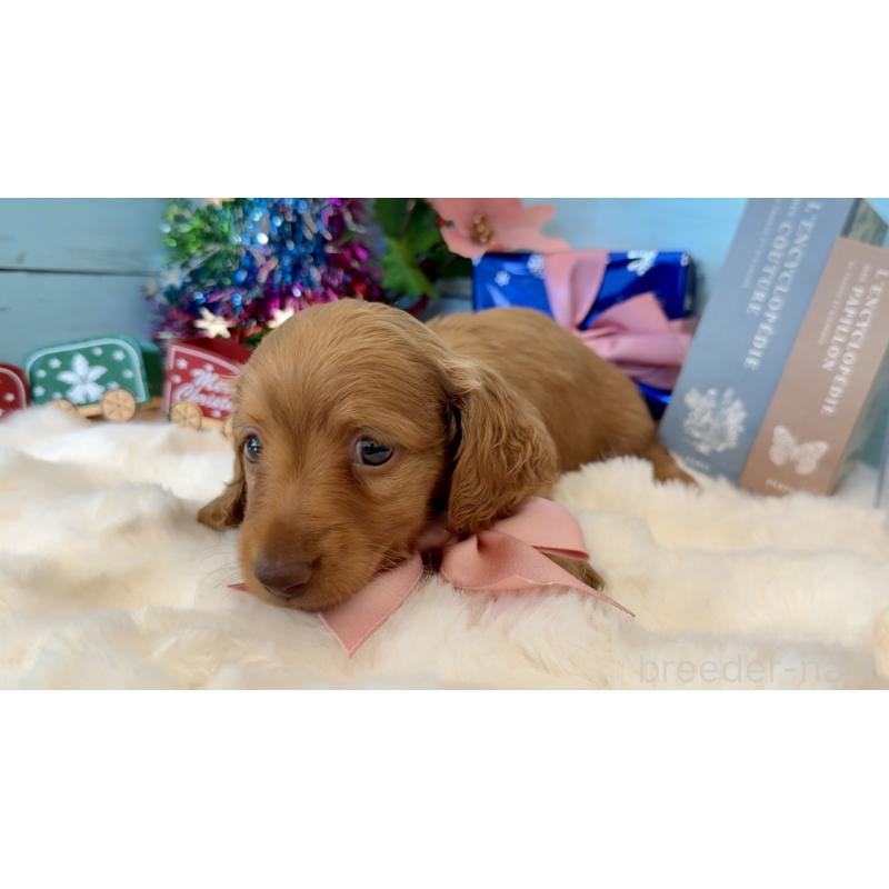 成約済の埼玉県のミニチュアダックスフンド(ロングヘアード)-424817の7枚目