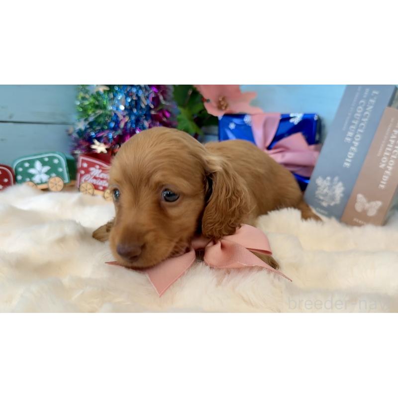 成約済の埼玉県のミニチュアダックスフンド(ロングヘアード)-424817の6枚目