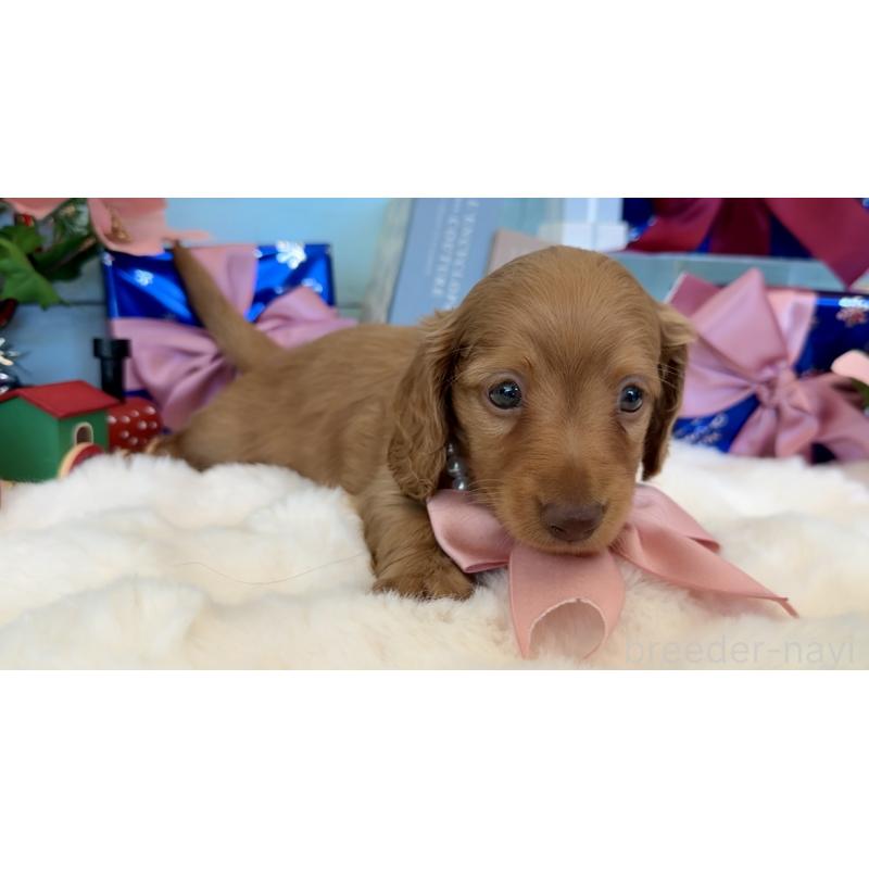 成約済の埼玉県のミニチュアダックスフンド(ロングヘアード)-424817の5枚目