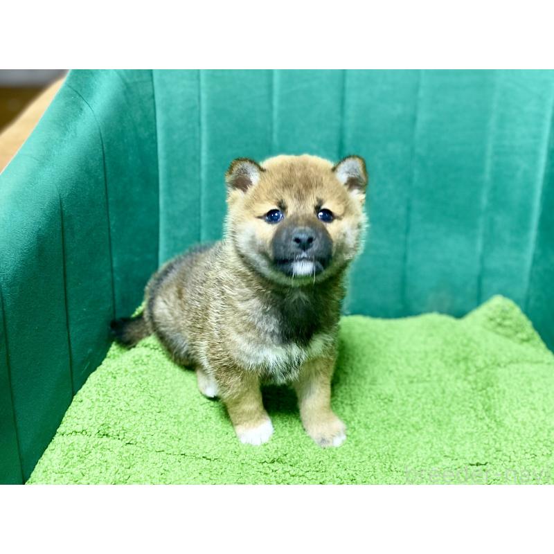 販売中の茨城県の豆柴-427592の3枚目