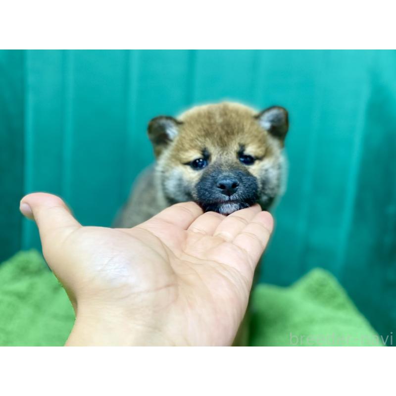 販売中の茨城県の豆柴-427592の2枚目