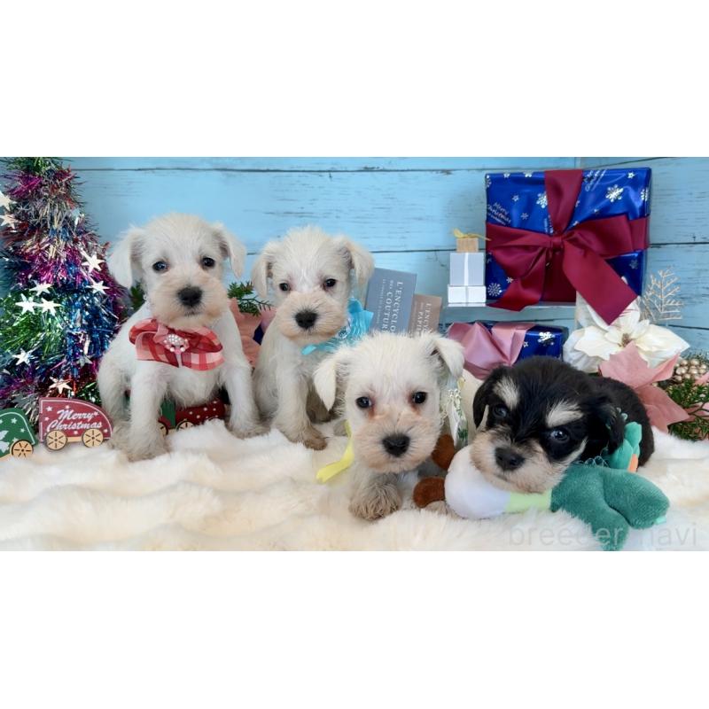 成約済の埼玉県のミックス犬-424976の12枚目