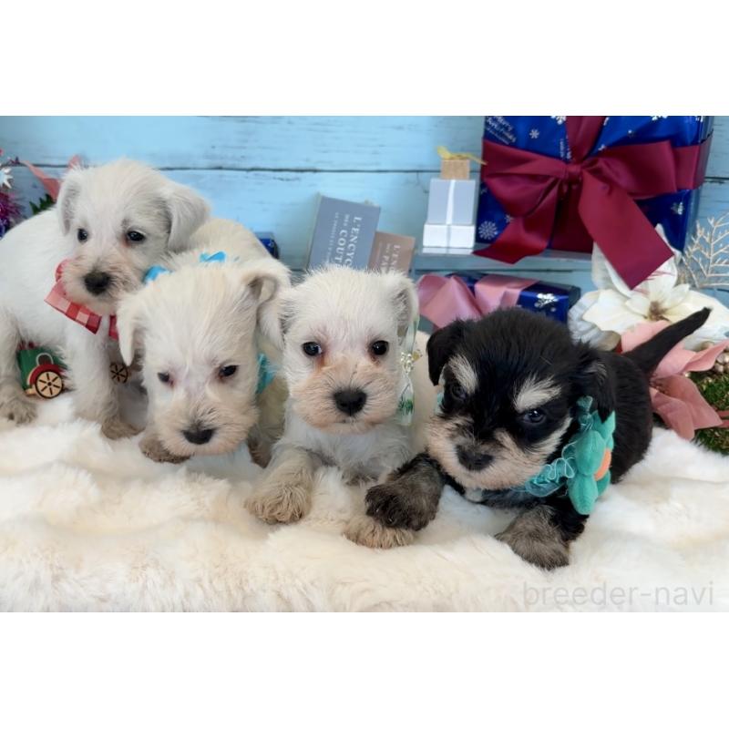 成約済の埼玉県のミックス犬-424976の10枚目