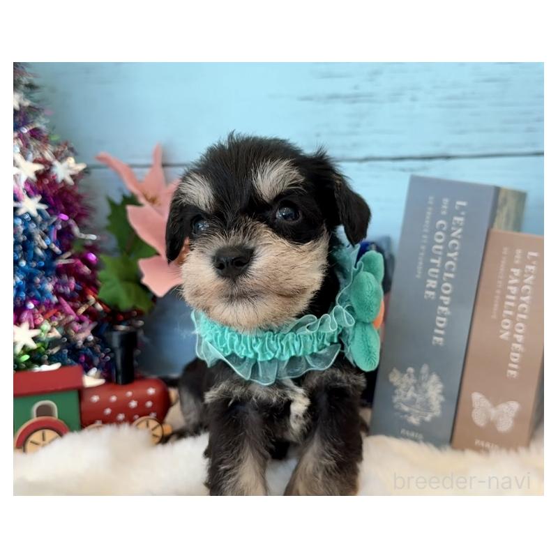 成約済の埼玉県のミックス犬-424976の9枚目