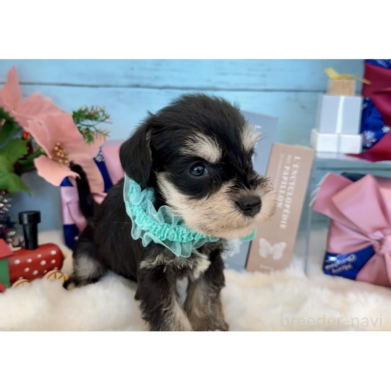 成約済の埼玉県のミックス犬-424976の8枚目