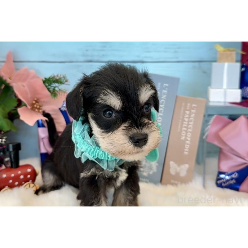 成約済の埼玉県のミックス犬-424976の7枚目