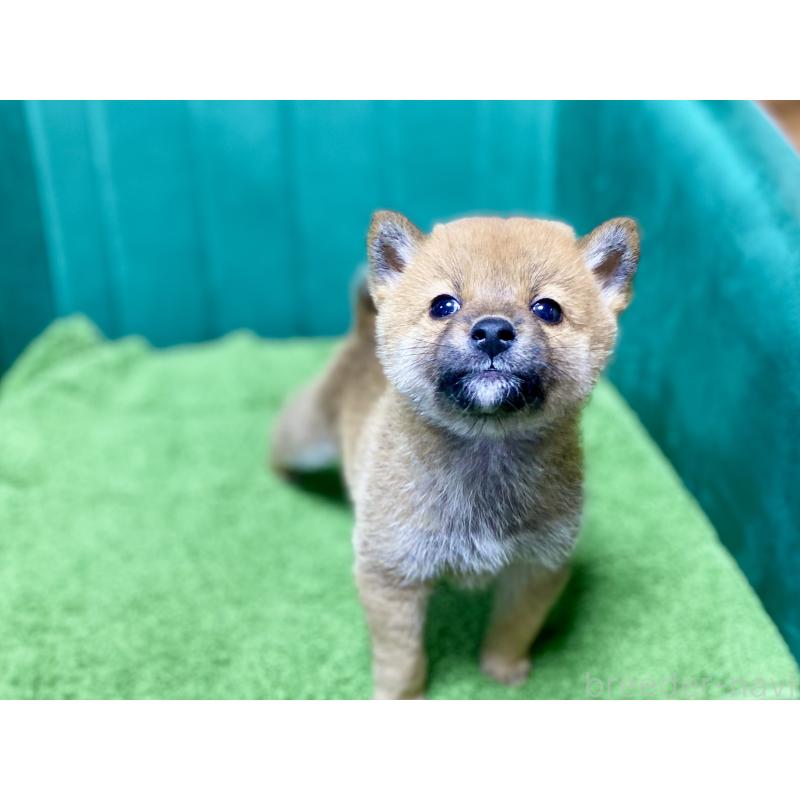 販売中の茨城県の豆柴-427593の4枚目