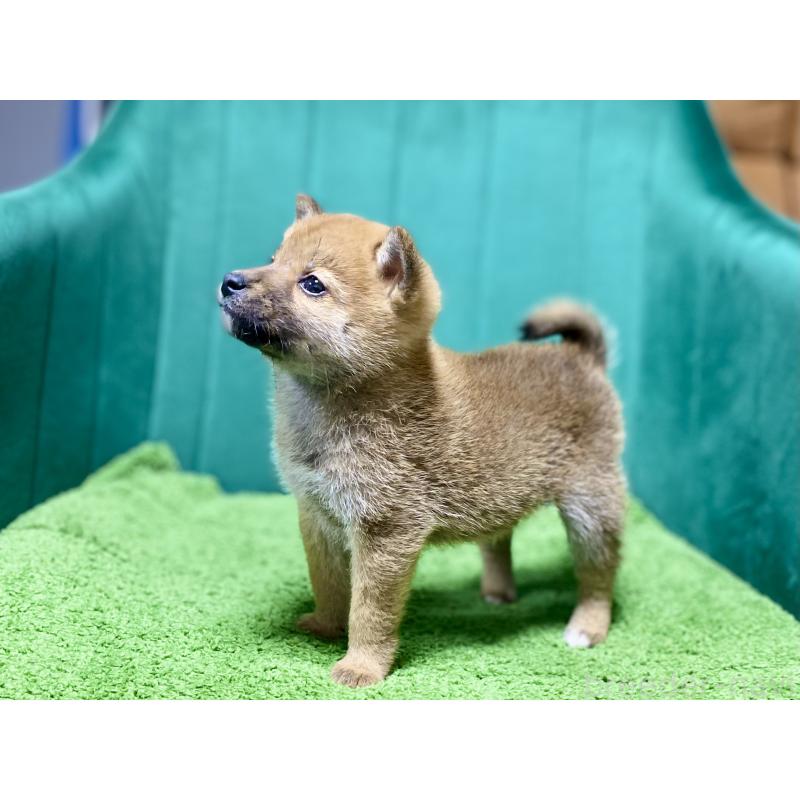 販売中の茨城県の豆柴-427593の3枚目