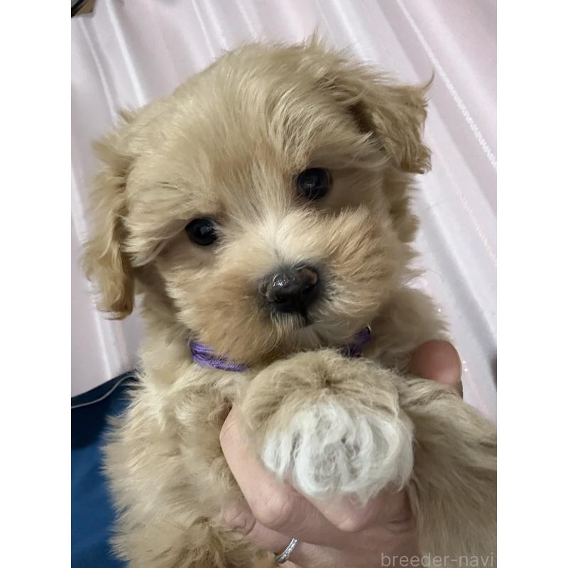 販売中の茨城県のマルプー:マルチーズ×トイプードル-424095の2枚目