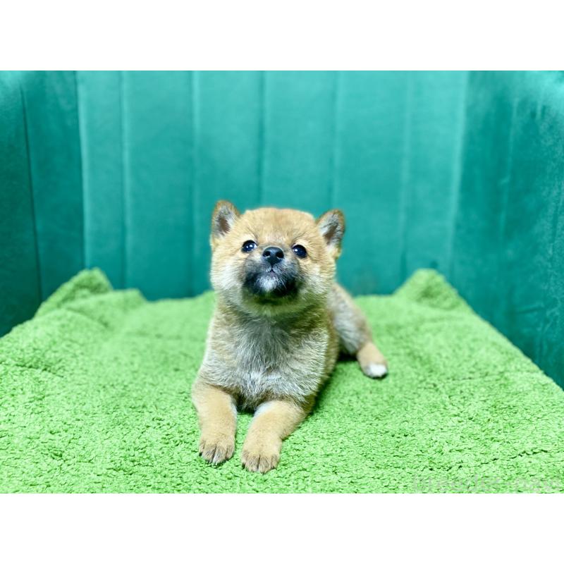 販売中の茨城県の豆柴-427593の2枚目