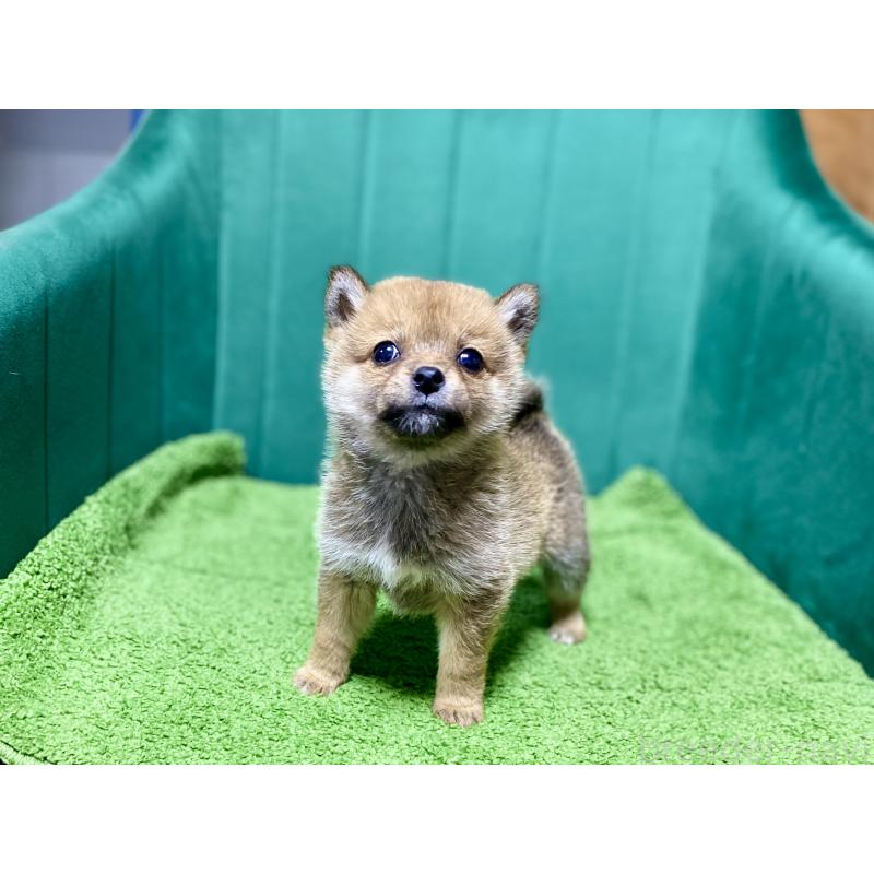 販売中の茨城県の豆柴-427594の4枚目