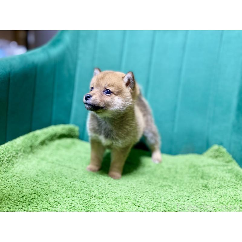 販売中の茨城県の豆柴-427594の3枚目