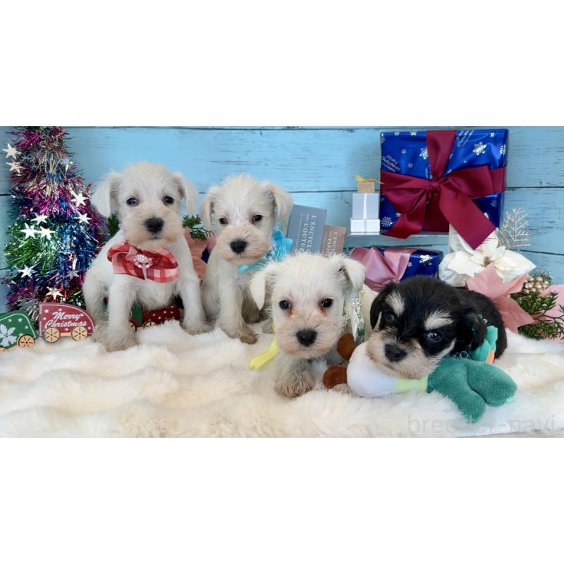 販売中の埼玉県のミックス犬-424973の12枚目