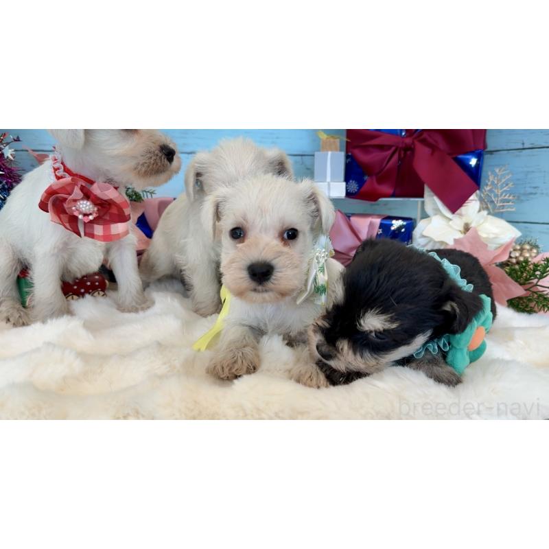 販売中の埼玉県のミックス犬-424973の10枚目