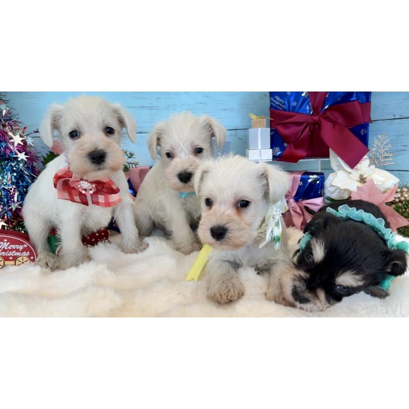 販売中の埼玉県のミックス犬-424973の9枚目