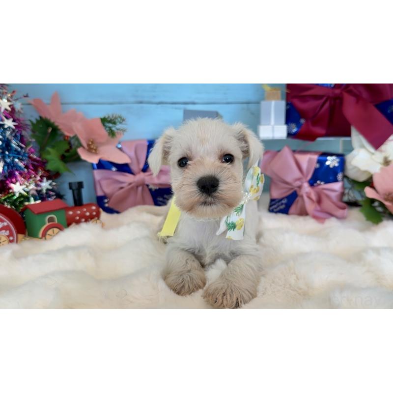 販売中の埼玉県のミックス犬-424973の8枚目