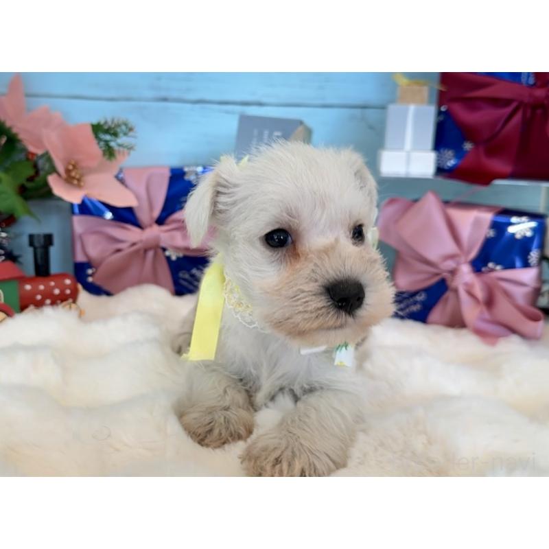 販売中の埼玉県のミックス犬-424973の7枚目