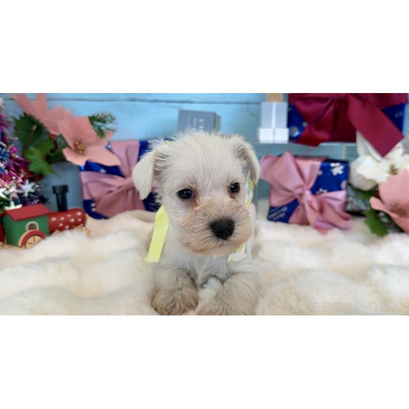 販売中の埼玉県のミックス犬-424973の6枚目