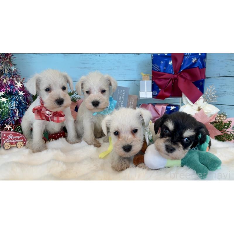 販売中の埼玉県のミックス犬-424974の11枚目