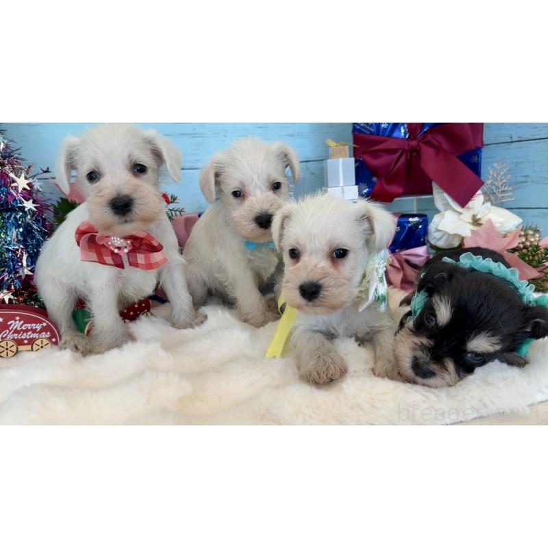 販売中の埼玉県のミックス犬-424974の10枚目