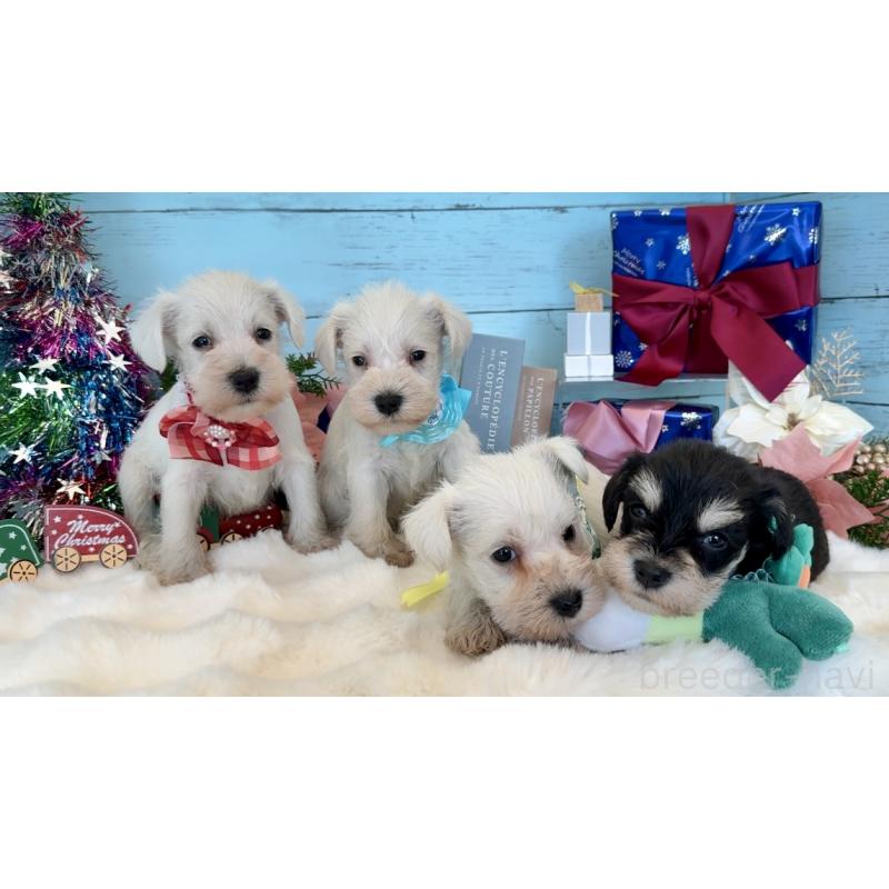 販売中の埼玉県のミックス犬-424974の9枚目