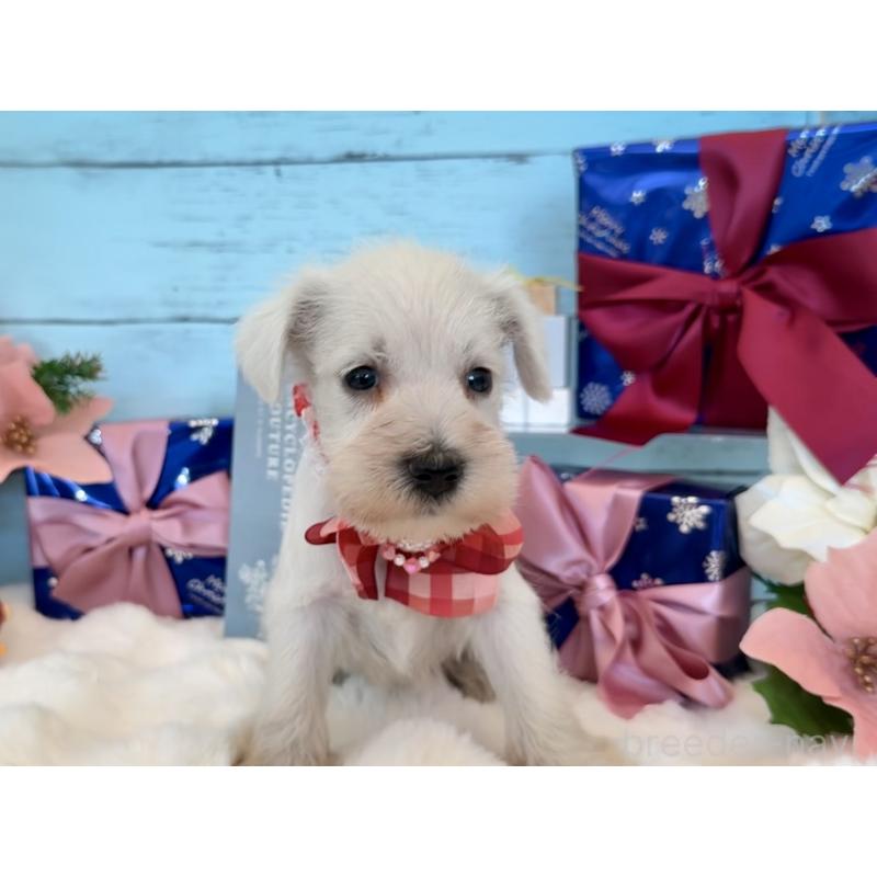 販売中の埼玉県のミックス犬-424974の8枚目