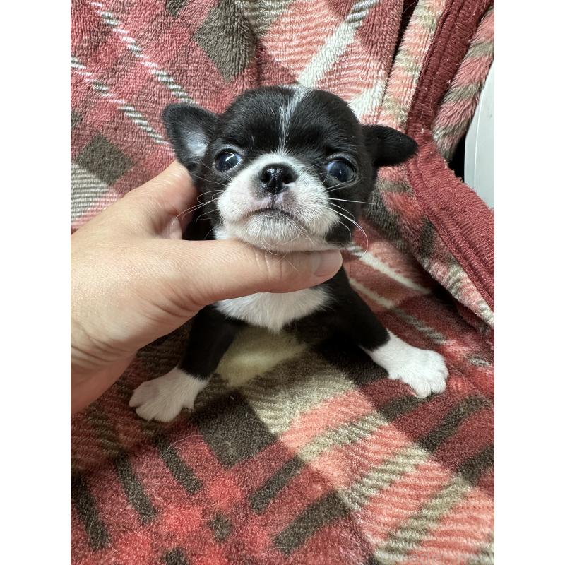 販売中の福島県のチワワ(スムースコート)-427596の1枚目