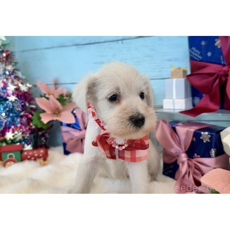 販売中の埼玉県のミックス犬-424974の7枚目