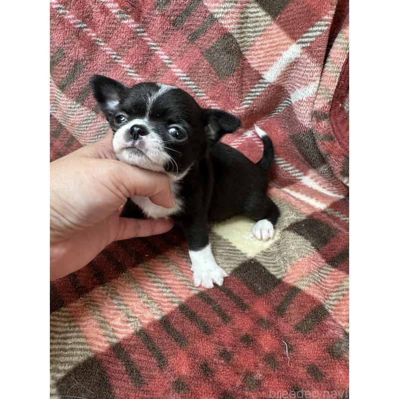 販売中の福島県のチワワ(スムースコート)-427596の4枚目