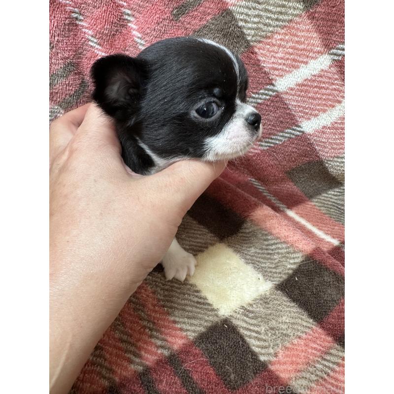 販売中の福島県のチワワ(スムースコート)-427596の3枚目