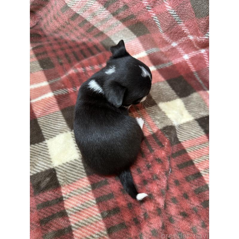 販売中の福島県のチワワ(スムースコート)-427596の2枚目