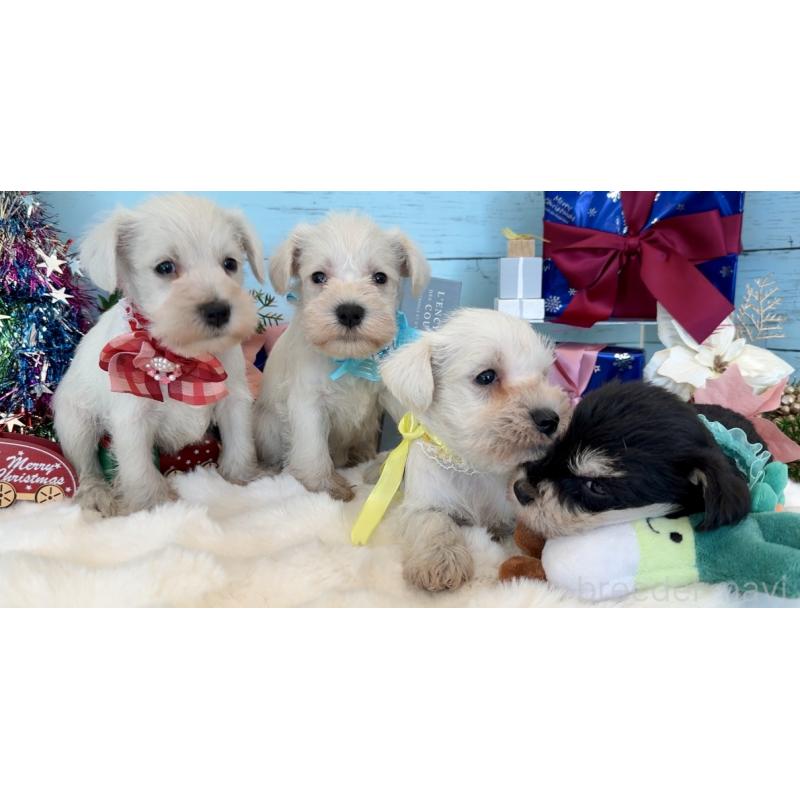 販売中の埼玉県のミックス犬-424975の7枚目