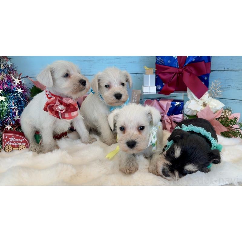 販売中の埼玉県のミックス犬-424975の6枚目