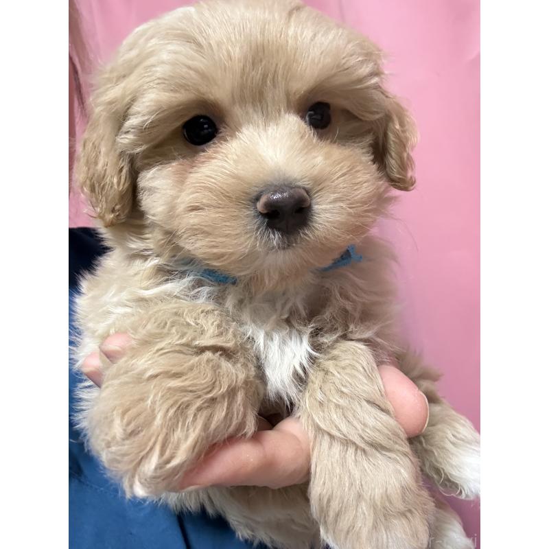 販売中の茨城県のマルプー:マルチーズ×トイプードル-423370の8枚目