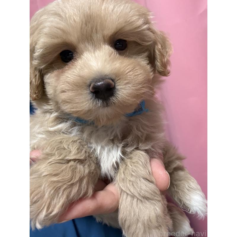 販売中の茨城県のマルプー:マルチーズ×トイプードル-423370の7枚目