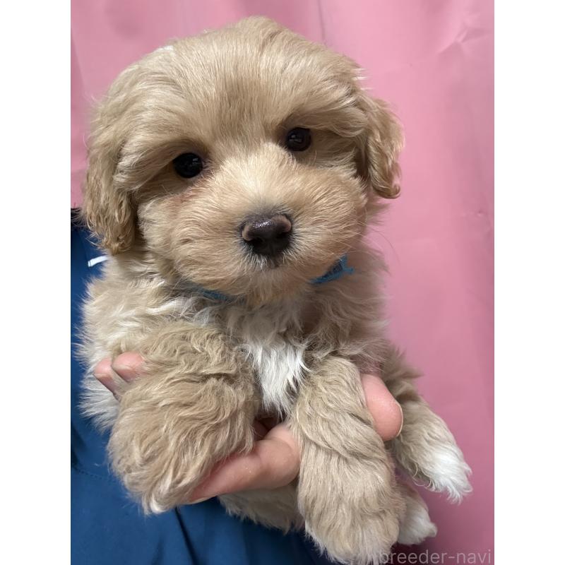販売中の茨城県のマルプー:マルチーズ×トイプードル-423370の6枚目