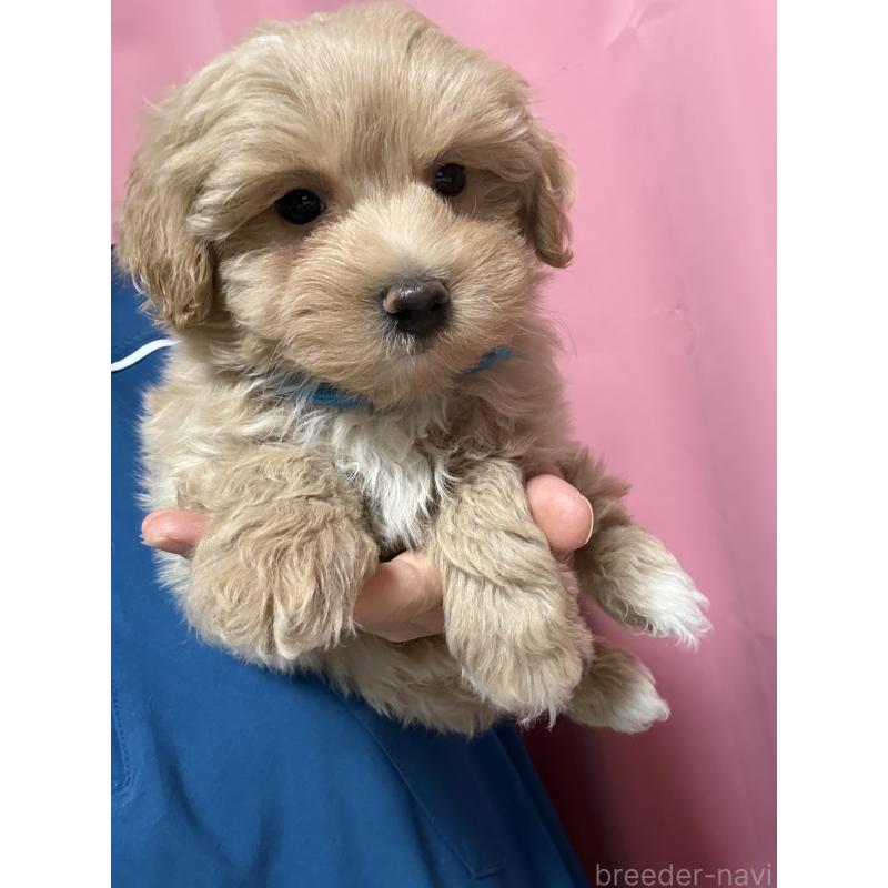 販売中の茨城県のマルプー:マルチーズ×トイプードル-423370の5枚目