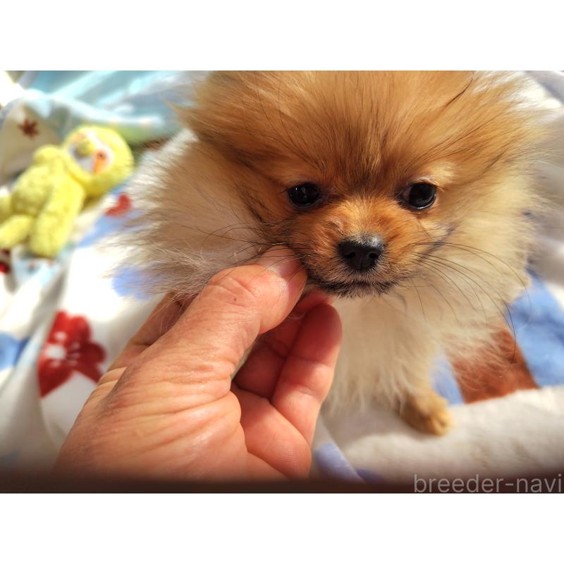 販売中の栃木県のポメラニアン-415883の3枚目