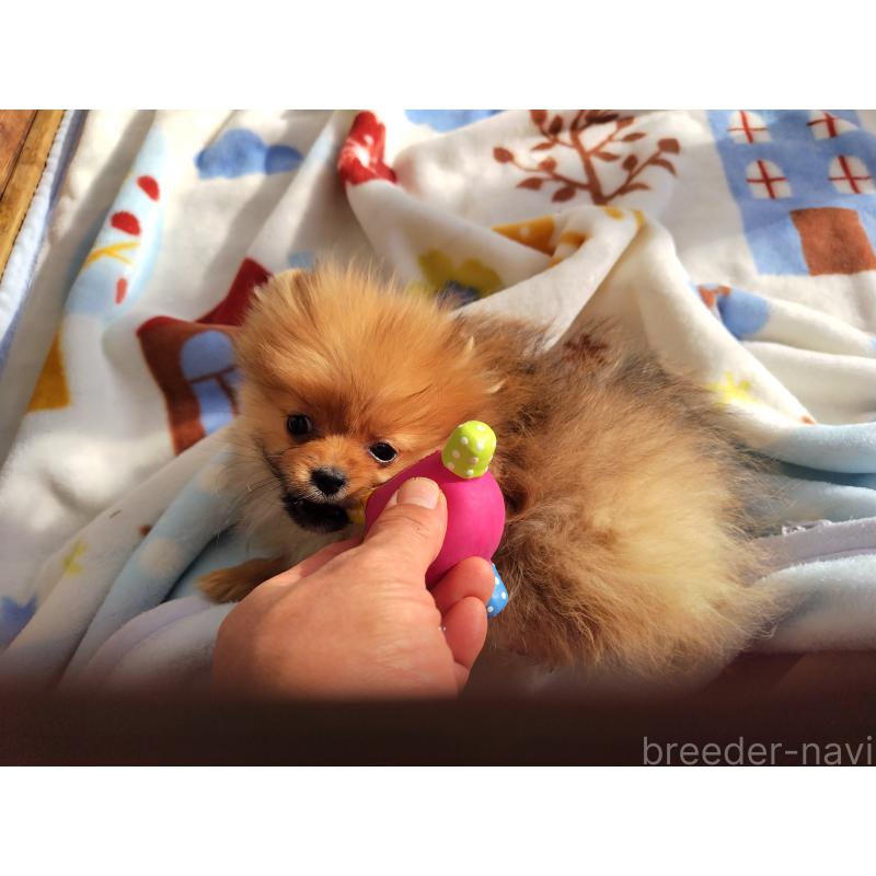 販売中の栃木県のポメラニアン-415883の2枚目